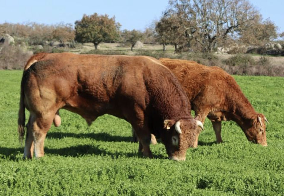 Captura de ecrã 2024-03-26, às 21.09.15