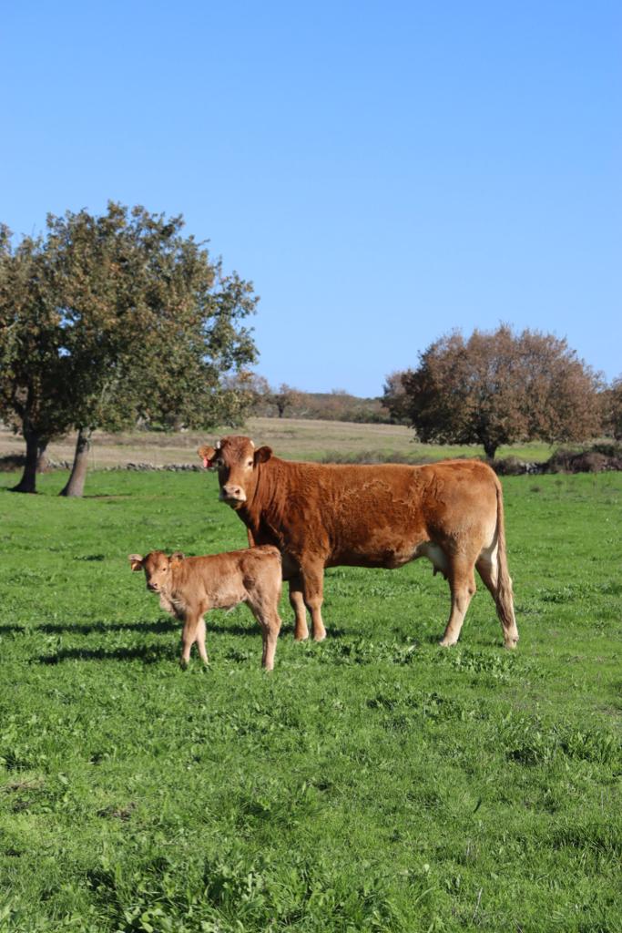 WhatsApp Image 2023-07-11 at 00.08.45-4