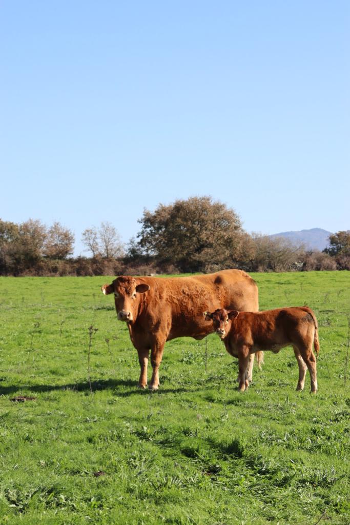 WhatsApp Image 2023-07-11 at 00.08.45-5